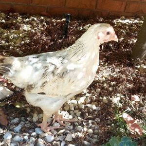 Luna
Named after Luna Lovegood from Harry Potter. She is a lot more content and laid back than the other two, and her black and white feathers made me think of the moon!!