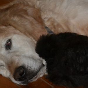 My Silkie Girl, Ms. Metty, taking a nap with old man Riley.