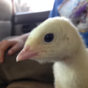 my friends turkey sweet-pea(He thought he was a girl but woops he is a tom!)