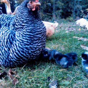 Big Mama and her first hatch!