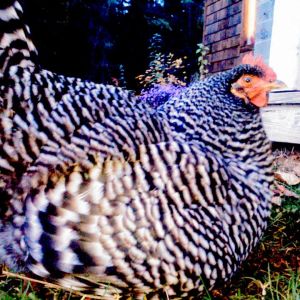 keeping everybody warm!