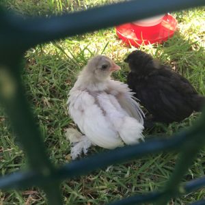 3 Weeks old, introducing them to 'outside' for a few hours each day. Gets a bit hot leading into Adelaide summers though (this spring day, 37C  approx 98F).