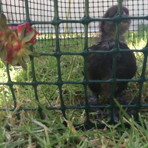 Love my little Black-Booger. She/he looks like a little Fairy Penguin to me.