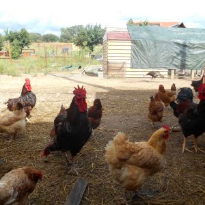 A few of our hens and roosters