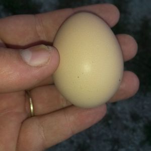 First egg out of the bunch, one of my Road Island Reds.