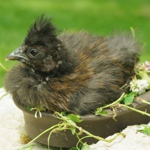 Now this is My Favorite Photo of this Album, It's her in her little dish. She Really loved Sitting in this little dish.