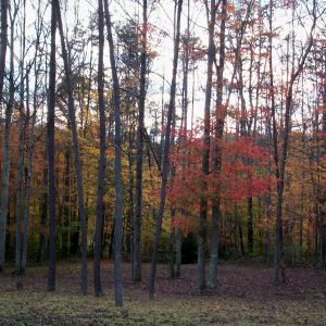 Fall lingers on...