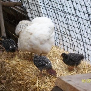 Mama and chicks relegated to roosting on a straw bale.