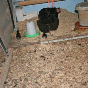 2014 australorp chicks