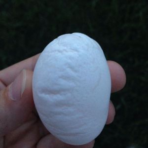 Leghorns first egg
