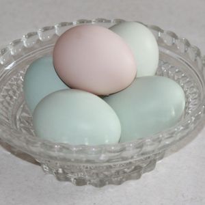 4 blue/green and one pink.
From our 5 Ameraucana Hens.