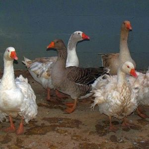 In center, Toulouse goose surrounded by Sebastopol, in back right American Buff pair