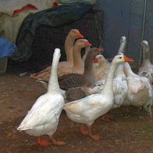 Front 2 Chinese geese, center left Toulouse goose, back left 2 American Buff pair