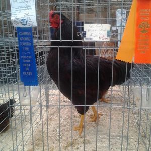 Firebird won show champion at a local poultry show in 2014.