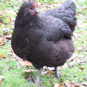 Black orpington hen.