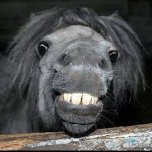 a funny lookin horse