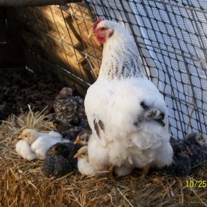 Look at those breasts!!!  Weaver White Rock sire on those chicks and it shows!