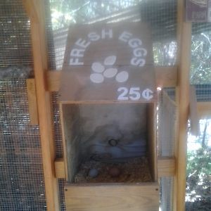 They love their nesting box in the run