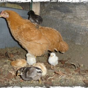 Peachy & her week-old peeps explore the run!