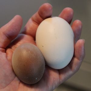 A Tetra Tint double-yolker (right) in contrast with a small Maran egg