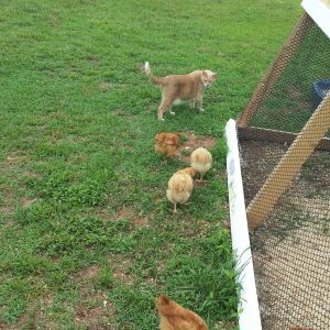 My chicks in June, with my cat Dash. He watches out for my hens now. I have no rooster so i guess that's why. He is afraid of Kansas shes my feisty one.