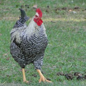 Black Sex Link rooster