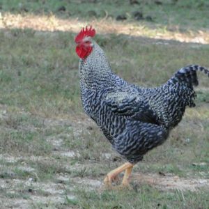 Black sex link rooster
