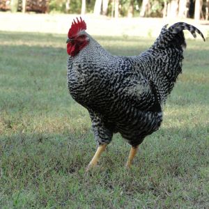 Black Sex Link Rooster