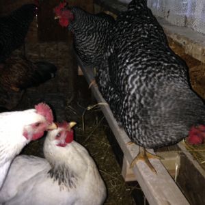 Roost bar and perch for nest boxes, this increase our square footage a lot. Allows more girls to roost up.