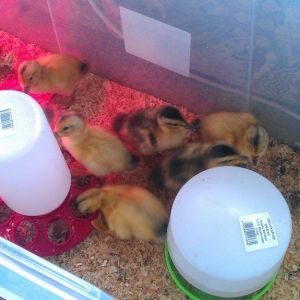 Ducklings, the "darker" appleyards and "lighter" appleyards. Aiming for light as they come out with the best markings ("appleyard type")