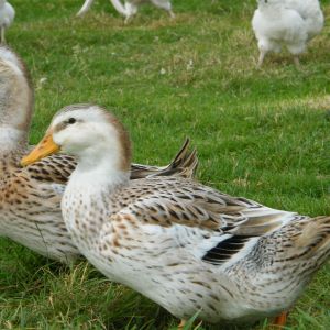 2 females which were light at hatching