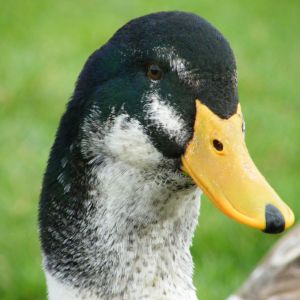 Restricted Mallard colouration, the "appleyard type" markings of the face define the breed.