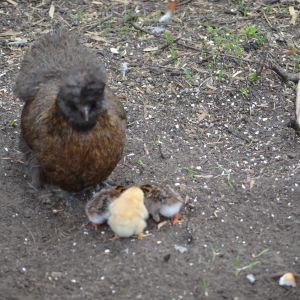 Meet Bubbles, our wonderful "Mom"  - she takes care of all the chicks doesn't matter who or what they are.