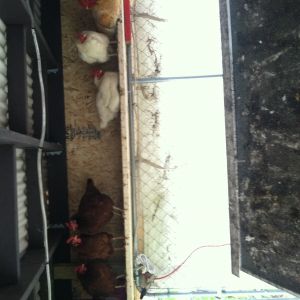 They sleep on the rafter, cannot get them to move into the coop other than to lay some eggs in it. They should be ok up there, dry and fairly draft free.