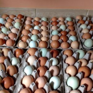 Clean eggs in a week -127