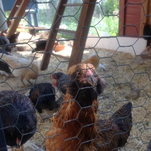 Little One - She is the friendliest of all the flock and she follows me around chatting at me. She often pushes at me when I am not giving her attention, or she will just jump up in my lap. Fiesty girl, guess that is why she is here today.