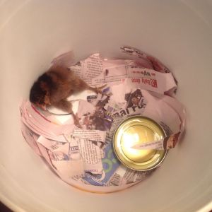 Little One - post arrival, she was sick, could hardly sit up. We didn't think she would survive.