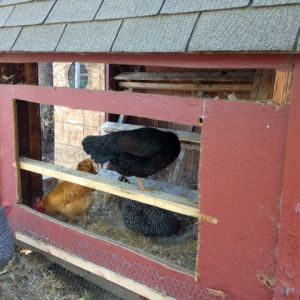 The new nest box hole was cut into the side of the coop.