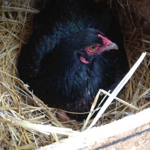 One of five of our Dark Cornish, sitting on eggs.