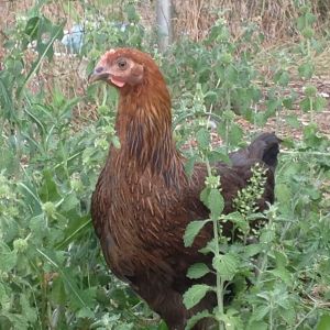 Nutmeg