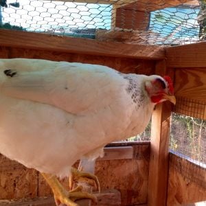 Left Eye - she was pecked above her right eye and is blind due to this.