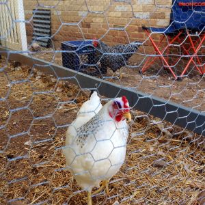 Left Eye - we have two coops in the enclosed run, one large (main coop) and one small. We were able to keep her in the enclosed run during the day while the flock was free ranging and then she went to small coop at night and the flock in the main coop.
