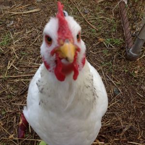 Mouse - she got her name, her first day free ranging she caught a mouse and ate it.