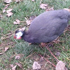 Don Juan. He just showed up one day and never left. If you are missing a Guinea Fowl in the Upstate NY area, he may belong to you!