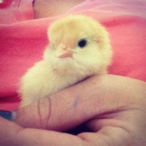 Tilly- my strawberry olive egger. She was about a week old here.