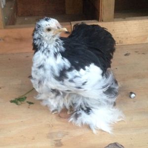 Snow Bell- Bantam Cochin about 5 weeks old