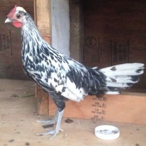 Alpha- the beautiful rooster we had to give back!