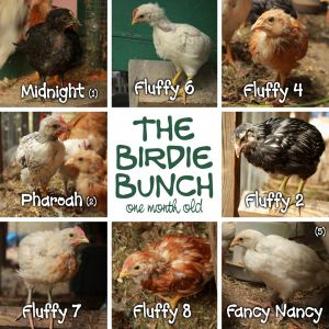 Our month old chicks (Flock #4) 
Guesses based on comb/wattle development:
Midnight - pullet, Fluffy 5 -roo, Fluffy 4 - pullet
Pharoah - roo, Fluffy 2, pullet
Fluffy 7 - roo, Fluffy 8 - roo, Fancy Nancy (feathered legs) - pullet.

Another 4-6 weeks and we should know for sure!
