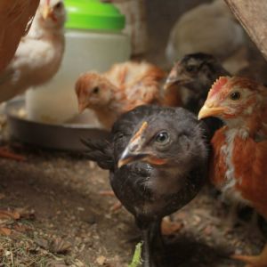 Midnight (front-pullet?) & the peeps checks out my camera