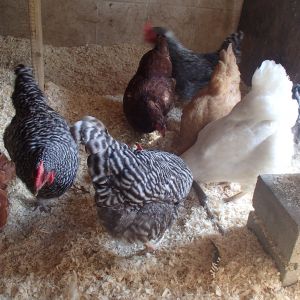Flock pics!